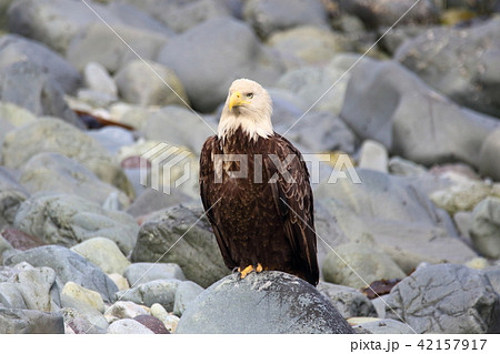 野生の白頭鷲 ハクトウワシ アメリカンイーグル Bald Eagle の写真素材