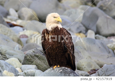 野生の白頭鷲(ハクトウワシ・アメリカンイーグル・Bald eagle) 野生の白頭鷲(ハクトウワシ・アメリカンイーグル・Bald eagle) 42157919