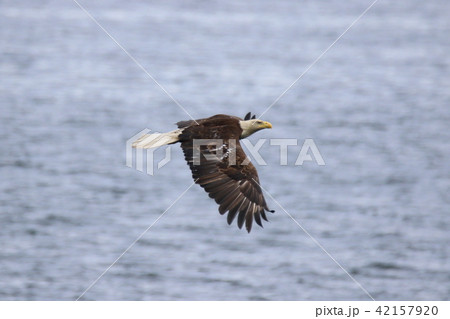 野生の白頭鷲(ハクトウワシ・アメリカンイーグル・Bald eagle) 野生の白頭鷲(ハクトウワシ・アメリカンイーグル・Bald eagle) 42157920