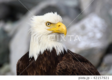 野生の白頭鷲 ハクトウワシ アメリカンイーグル Bald Eagle の写真素材