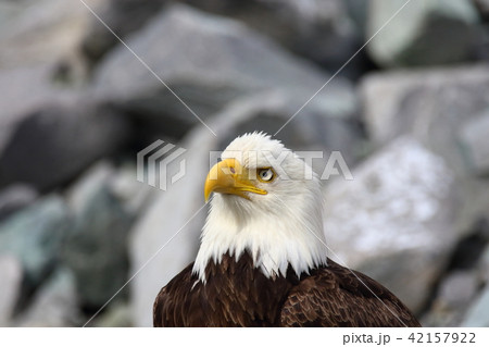 野生の白頭鷲（ハクトウワシ・アメリカンイーグル・Bald eagle） 42157922