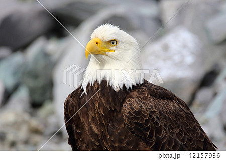野生の白頭鷲（ハクトウワシ・アメリカンイーグル・Bald eagle） 42157936
