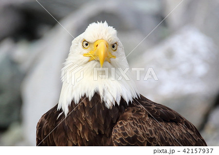 野生の白頭鷲 ハクトウワシ アメリカンイーグル Bald Eagle の写真素材 42157937 Pixta
