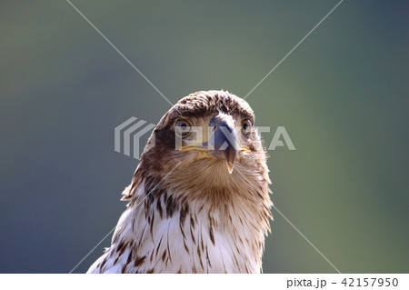 野生の白頭鷲の幼鳥（ハクトウワシ・アメリカンイーグル・Bald eagle） 42157950