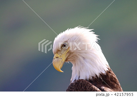 野生の白頭鷲 ハクトウワシ アメリカンイーグル Bald Eagle の写真素材
