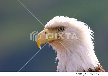 野生の白頭鷲（ハクトウワシ・アメリカンイーグル・Bald eagle） 42157958