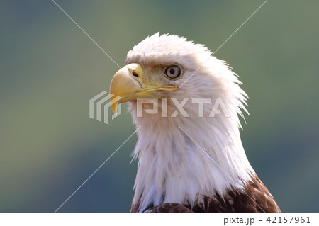 野生の白頭鷲 ハクトウワシ アメリカンイーグル Bald Eagle の写真素材