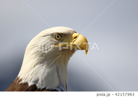 野生の白頭鷲 ハクトウワシ アメリカンイーグル Bald Eagle の写真素材