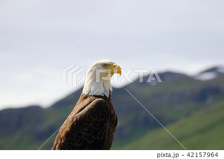 野生の白頭鷲 ハクトウワシ アメリカンイーグル Bald Eagle の写真素材