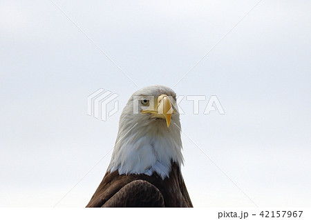 野生の白頭鷲（ハクトウワシ・アメリカンイーグル・Bald eagle） 42157967