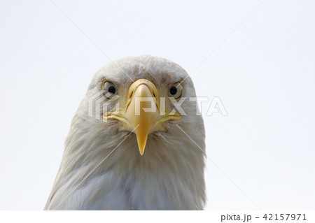野生の白頭鷲（ハクトウワシ・アメリカンイーグル・Bald eagle） 42157971