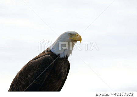野生の白頭鷲 ハクトウワシ アメリカンイーグル Bald Eagle の写真素材