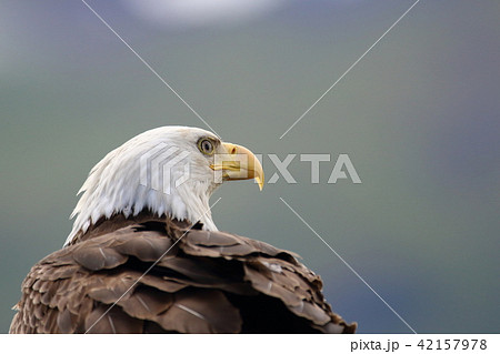 野生の白頭鷲 ハクトウワシ アメリカンイーグル Bald Eagle の写真素材