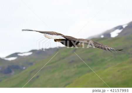 野生の白頭鷲(ハクトウワシ・アメリカンイーグル・Bald eagle) 野生の白頭鷲(ハクトウワシ・アメリカンイーグル・Bald eagle) 42157993