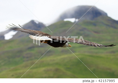 野生の白頭鷲(ハクトウワシ・アメリカンイーグル・Bald eagle) 野生の白頭鷲(ハクトウワシ・アメリカンイーグル・Bald eagle) 42157995