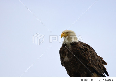 野生の白頭鷲（ハクトウワシ・アメリカンイーグル・Bald eagle） 42158003