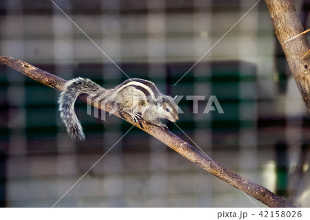 Striped Asian Siberian chipmunk Striped Asian Siberian chipmunk 42158026