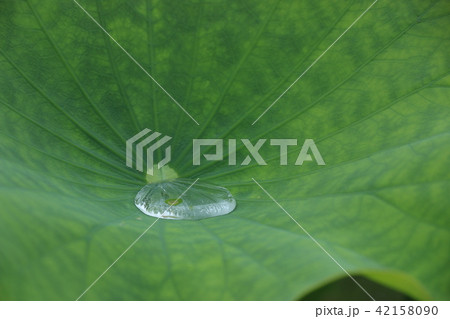 水玉#02蓮の葉 42158090