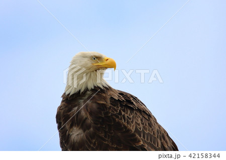 野生の白頭鷲(ハクトウワシ・アメリカンイーグル・Bald eagle) 野生の白頭鷲(ハクトウワシ・アメリカンイーグル・Bald eagle) 42158344