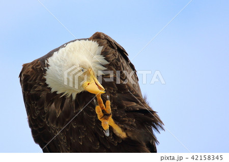 野生の白頭鷲（ハクトウワシ・アメリカンイーグル・Bald eagle） 42158345