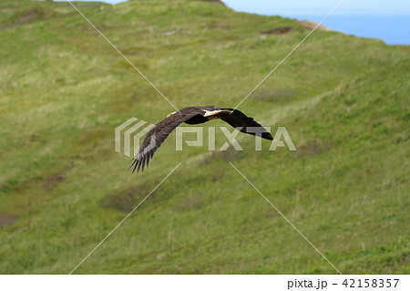 野生の白頭鷲(ハクトウワシ・アメリカンイーグル・Bald eagle) 野生の白頭鷲(ハクトウワシ・アメリカンイーグル・Bald eagle) 42158357