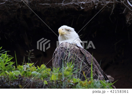 野生の白頭鷲(ハクトウワシ・アメリカンイーグル・Bald eagle) 野生の白頭鷲(ハクトウワシ・アメリカンイーグル・Bald eagle) 42158361