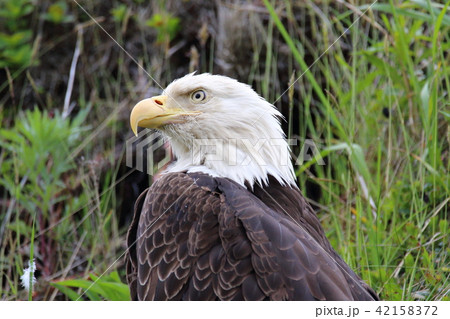 野生の白頭鷲 ハクトウワシ アメリカンイーグル Bald Eagle の写真素材