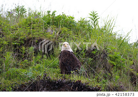 野生の白頭鷲（ハクトウワシ・アメリカンイーグル・Bald eagle） 42158373