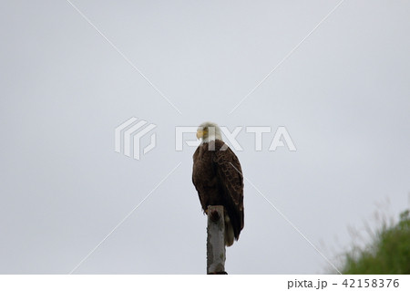 野生の白頭鷲(ハクトウワシ・アメリカンイーグル・Bald eagle) 野生の白頭鷲(ハクトウワシ・アメリカンイーグル・Bald eagle) 42158376