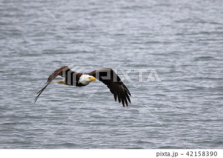 野生の白頭鷲（ハクトウワシ・アメリカンイーグル・Bald eagle） 42158390
