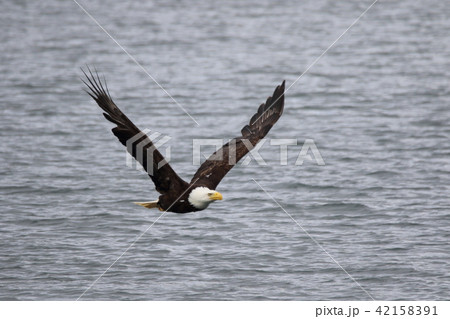 野生の白頭鷲（ハクトウワシ・アメリカンイーグル・Bald eagle） 42158391