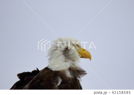 野生の白頭鷲（ハクトウワシ・アメリカンイーグル・Bald eagle） 42158393