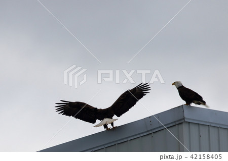 野生の白頭鷲（ハクトウワシ・アメリカンイーグル・Bald eagle） 42158405