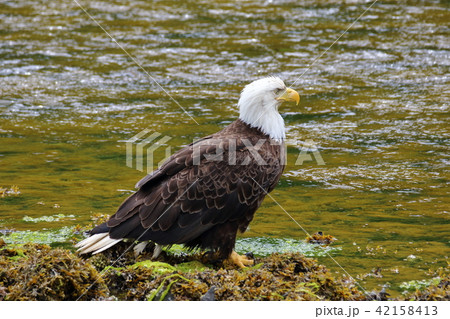 野生の白頭鷲(ハクトウワシ・アメリカンイーグル・Bald eagle) 野生の白頭鷲(ハクトウワシ・アメリカンイーグル・Bald eagle) 42158413