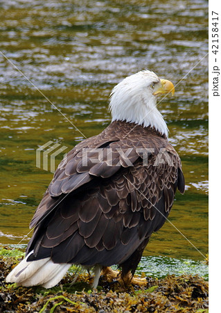 野生の白頭鷲（ハクトウワシ・アメリカンイーグル・Bald eagle） 42158417