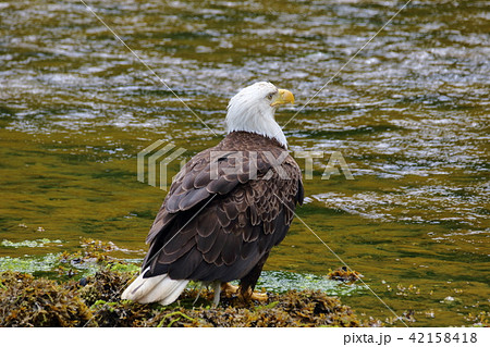 野生の白頭鷲(ハクトウワシ・アメリカンイーグル・Bald eagle) 野生の白頭鷲(ハクトウワシ・アメリカンイーグル・Bald eagle) 42158418