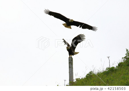 野生の白頭鷲(ハクトウワシ・アメリカンイーグル・Bald eagle) 野生の白頭鷲(ハクトウワシ・アメリカンイーグル・Bald eagle) 42158503