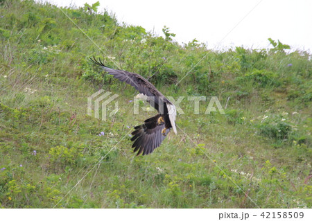 野生の白頭鷲（ハクトウワシ・アメリカンイーグル・Bald eagle） 42158509