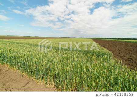 field winter wheat green 42158558