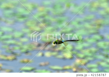 ギンヤンマのホバリングの写真素材