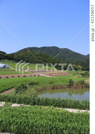 池のある田舎風景 42159057