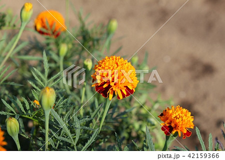 マリーゴールド 42159366