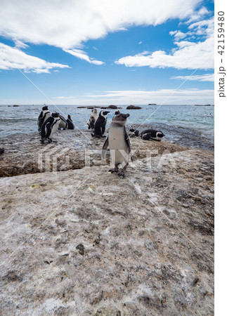 Jackass penguins roaming freely along the coast.  42159480