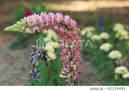 ルピナスの花 42159491