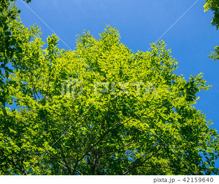 奥利根水源の森から武尊田代湿原　ブナ林 42159640
