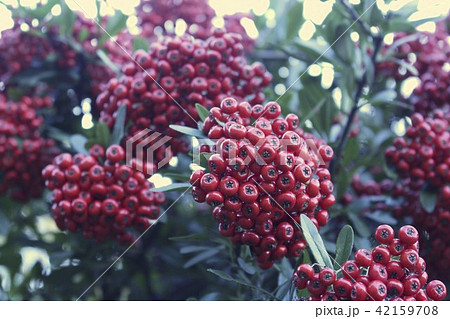 ピラカンサ 42159708