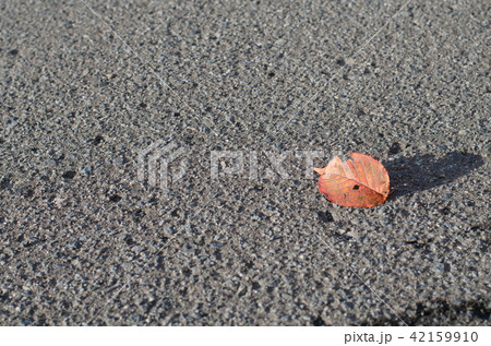 一枚の落ち葉 42159910