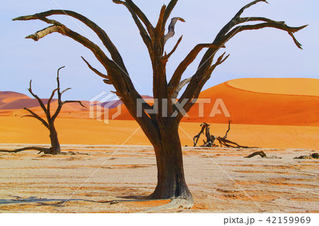 ナミブ砂漠 42159969