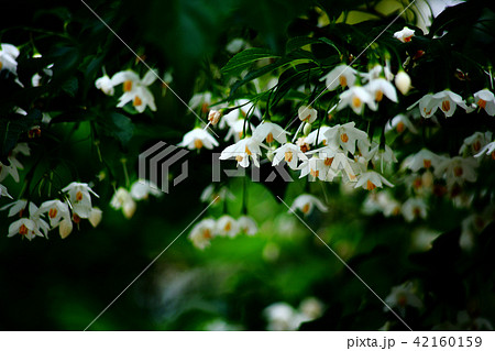 エゴノキ 小さくて白い花 エゴノキ 小さくて白い花 42160159
