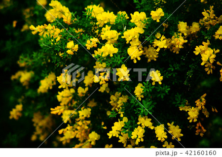 黄金色に輝く、ヒメエニシダの花 黄金色に輝く、ヒメエニシダの花 42160160